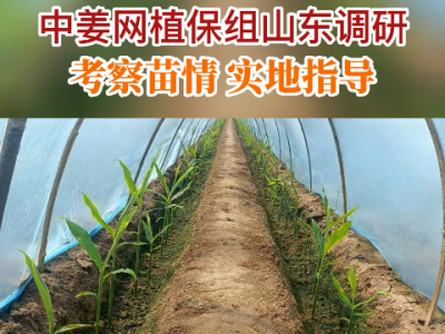 中姜網植保組山東調研 考察苗情實地指導 (105播放)