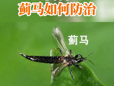 生姜薊馬如何防治？ ()