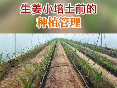 生姜小培土前的種植管理 ()