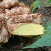 廣東小黃姜粵北原生態(tài)農(nóng)家種植生姜高山小黃姜