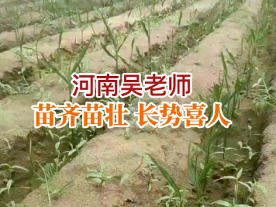 河南吳老師苗情反饋：苗齊苗壯 長勢喜人 (88播放)