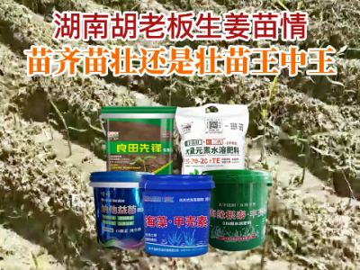 湖南胡老板生姜苗情反饋：苗齊苗壯還是壯苗王中王 (95播放)