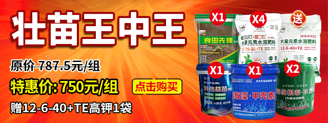 壯苗王中王