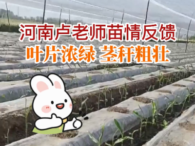 河南盧老師苗情反饋：葉片濃綠 莖稈粗壯 (62播放)