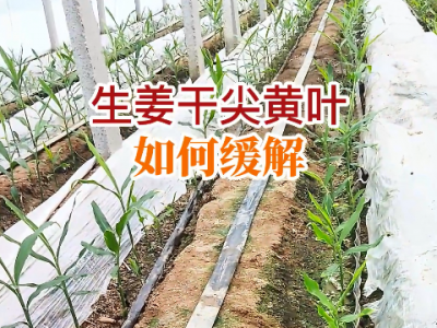 生姜干尖黃葉如何緩解？ ()