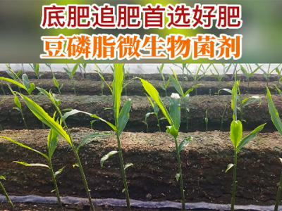 底肥追肥首選好肥--天下良田研二代豆磷脂微生物菌劑 ()