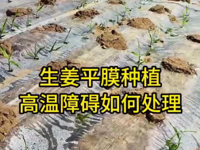 平膜種植的生姜如何處理高溫障礙？ ()