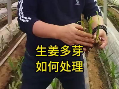 生姜多芽 如何處理？ ()