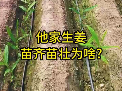 他家生姜 苗齊苗壯為啥？ ()
