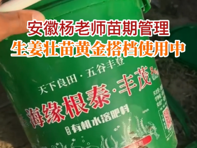 安徽楊老師苗期管理：生姜壯苗黃金搭檔使用中... (125播放)