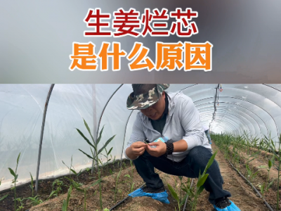 生姜爛芯是什么原因？ ()