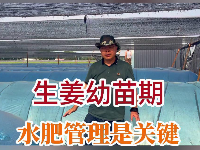 生姜幼苗期水肥管理是關(guān)鍵 ()