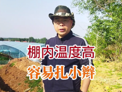 棚內溫度高大姜容易扎小辮 (86播放)