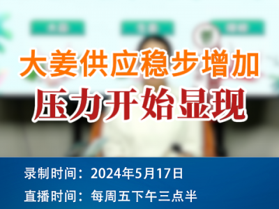 大姜供應穩步增加，壓力開始顯現 (80播放)