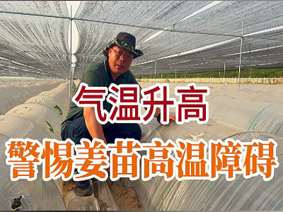 氣溫升高警惕姜苗高溫障礙！ ()