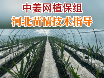 中姜網植保組河北苗情技術指導 (87播放)