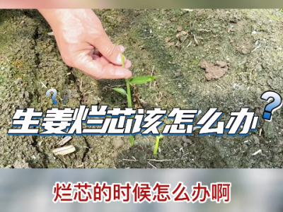 生姜出現爛芯怎么辦？ ()