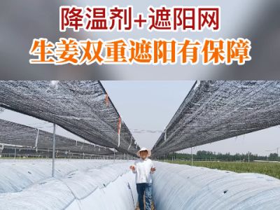 降溫劑+遮陽網 生姜雙重遮陽有保障！ ()