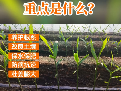 培土壯姜季，重點是什么？ ()