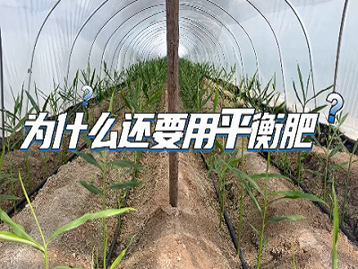 種姜為什么要用平衡肥？ (74播放)