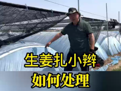 生姜扎小辮如何處理？ ()