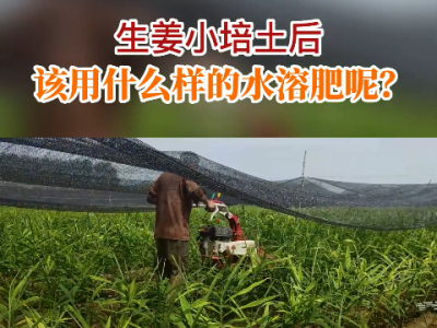 生姜小培土后該用什么樣的水溶肥呢？ ()