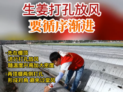 生姜打孔放風要循序漸進 ()