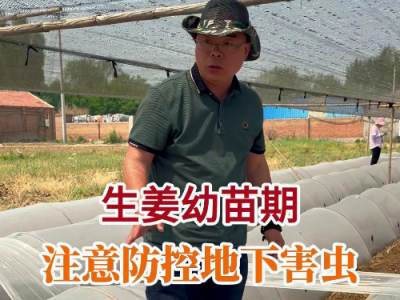 生姜幼苗期 注意防控地下害蟲 (108播放)