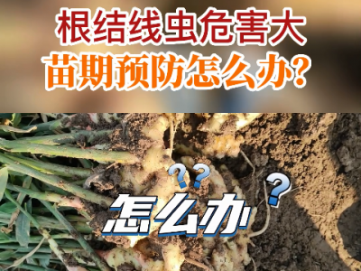 根結線蟲危害大 苗期預防怎么辦？ ()