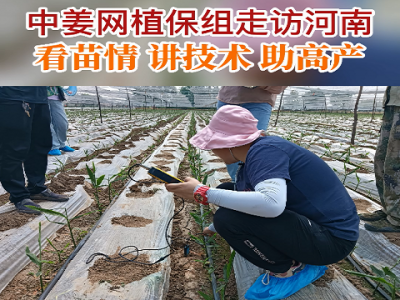 中姜網植保組走訪河南 看苗情 講技術 助高產！ (72播放)