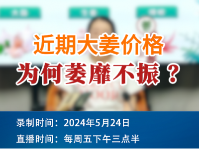 近期大姜價格為何萎靡不振？ (106播放)