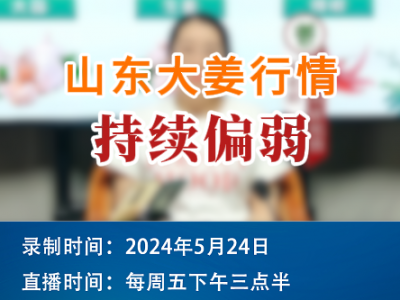 山東大姜行情持續偏弱 (89播放)