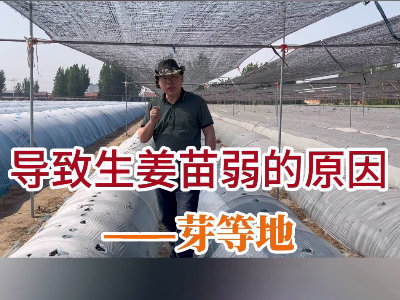 導致生姜苗弱的原因--芽等地 (104播放)