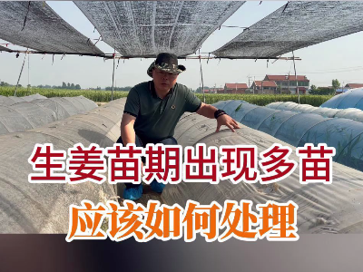 生姜苗期出現多苗應該如何處理？ ()