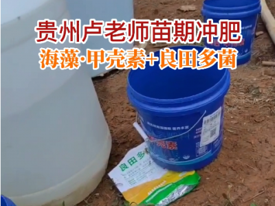 貴州盧老師苗期沖肥--海藻·甲殼秦+良田多菌 (93播放)