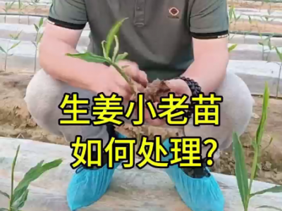 生姜小老苗如何處理 ()
