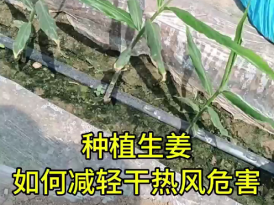 種植生姜 如何減輕干熱風危害 ()