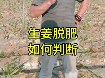 生姜脫肥 如何判斷 ()