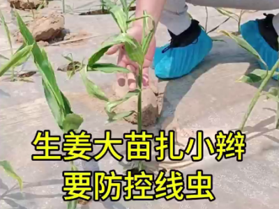 生姜大苗扎小辮 要防控線蟲 ()