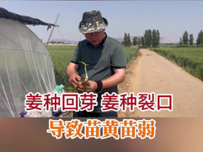 姜種回芽姜種裂口導致苗黃苗弱 (71播放)