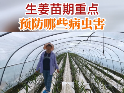 生姜苗期重點預防哪些病蟲害 ()
