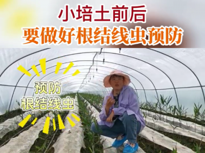 小培土前后要做好根結線蟲預防 ()
