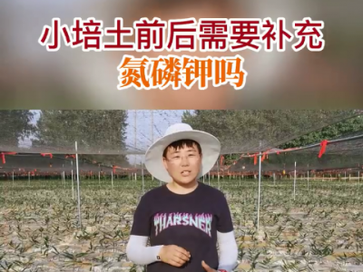 生姜小培土前后需要補充氮磷鉀嗎？ ()