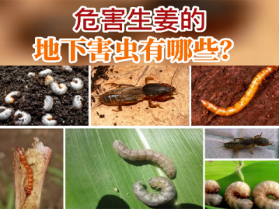 危害生姜的地下害蟲有哪些？ (85播放)