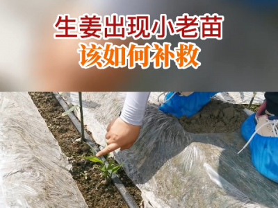 生姜出現小老苗該如何補救？ ()