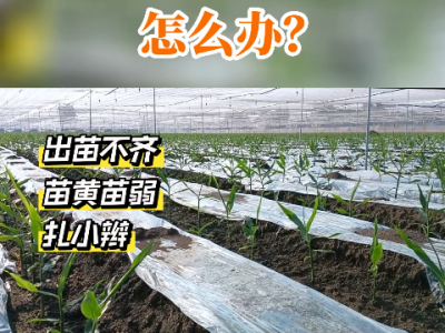 生姜苗黃、苗弱怎么辦？ ()