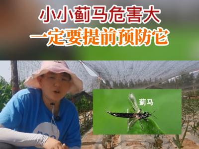 小小薊馬危害大 一定要提前預防它 ()