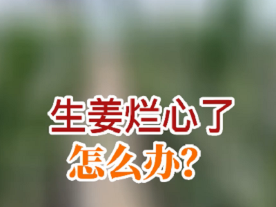 生姜爛心了怎么辦？ ()