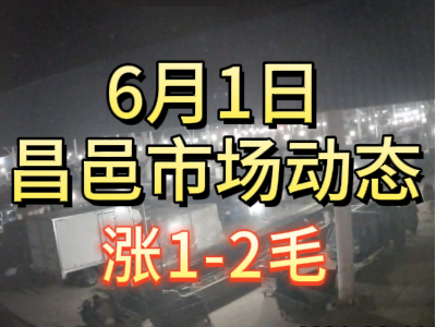 6月1日 琨福市場大姜價格（漲1-2毛） (112播放)