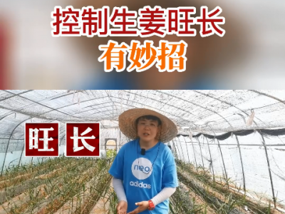 控制生姜旺長有妙招 ()